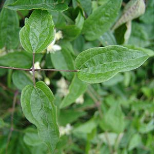 クレマチス・ビタルバ Clematis vitalba の葉 クレマチス・ビタルバ Clematis vitalba の葉